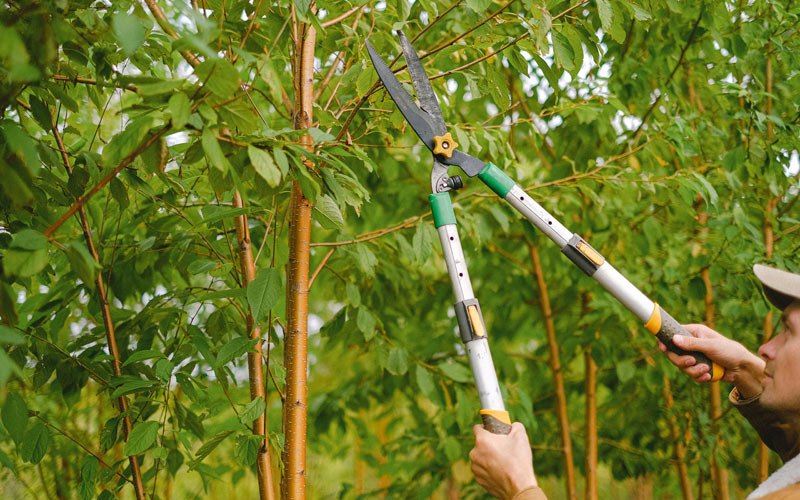 Tree trimming in Coulter, IA