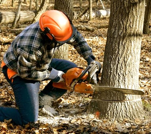 Tree Removal in Coulter, IA